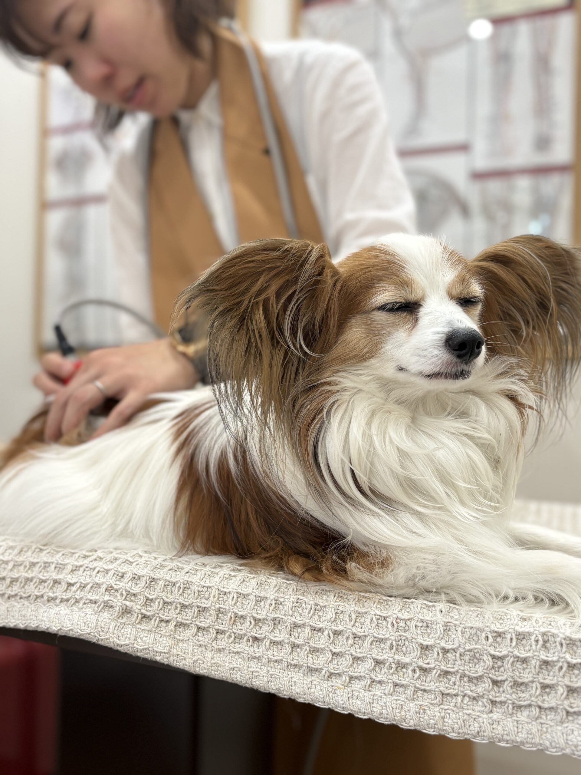 メディセル施術をされている犬の写真。