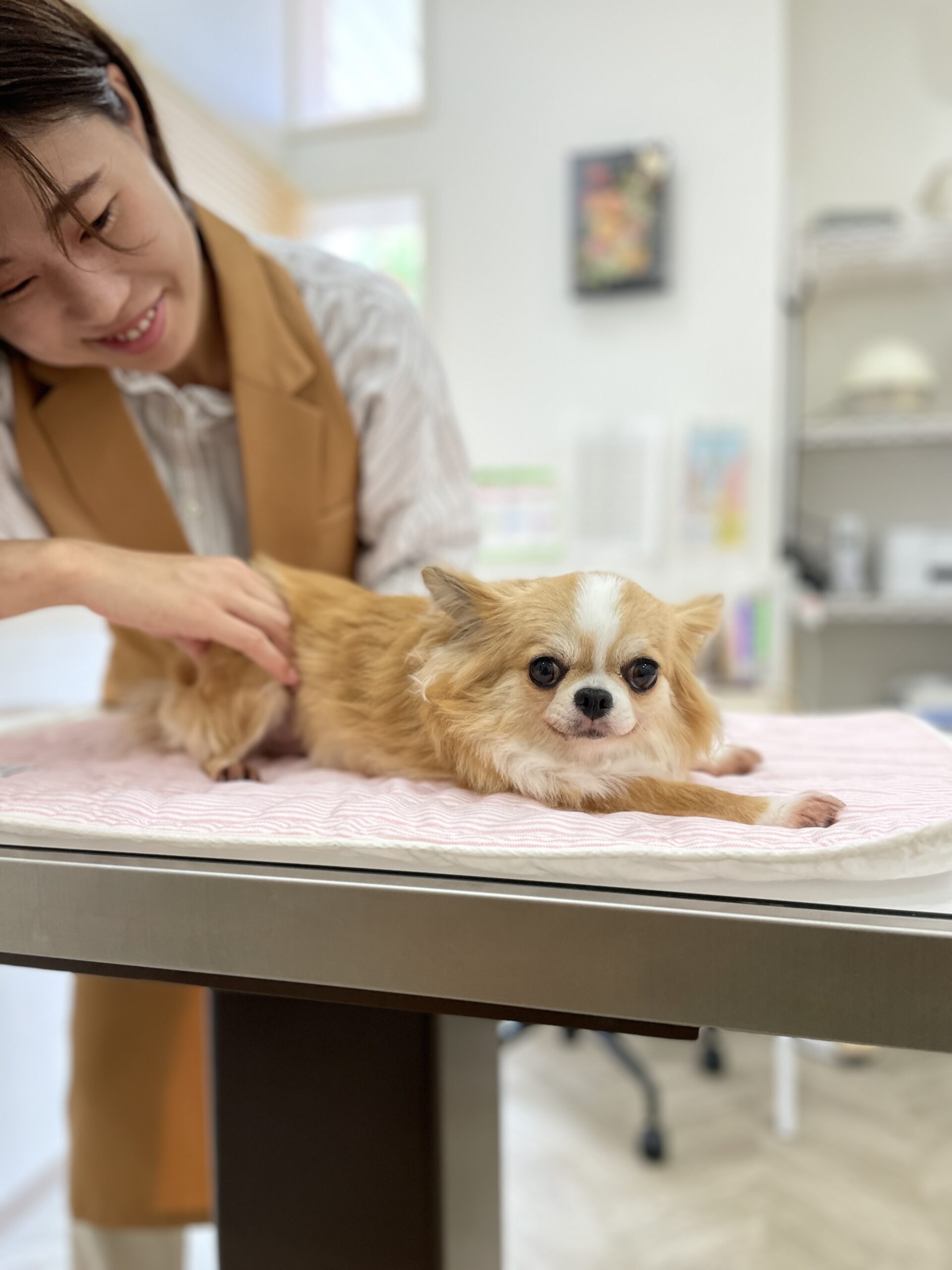 マッサージをされている犬の画像