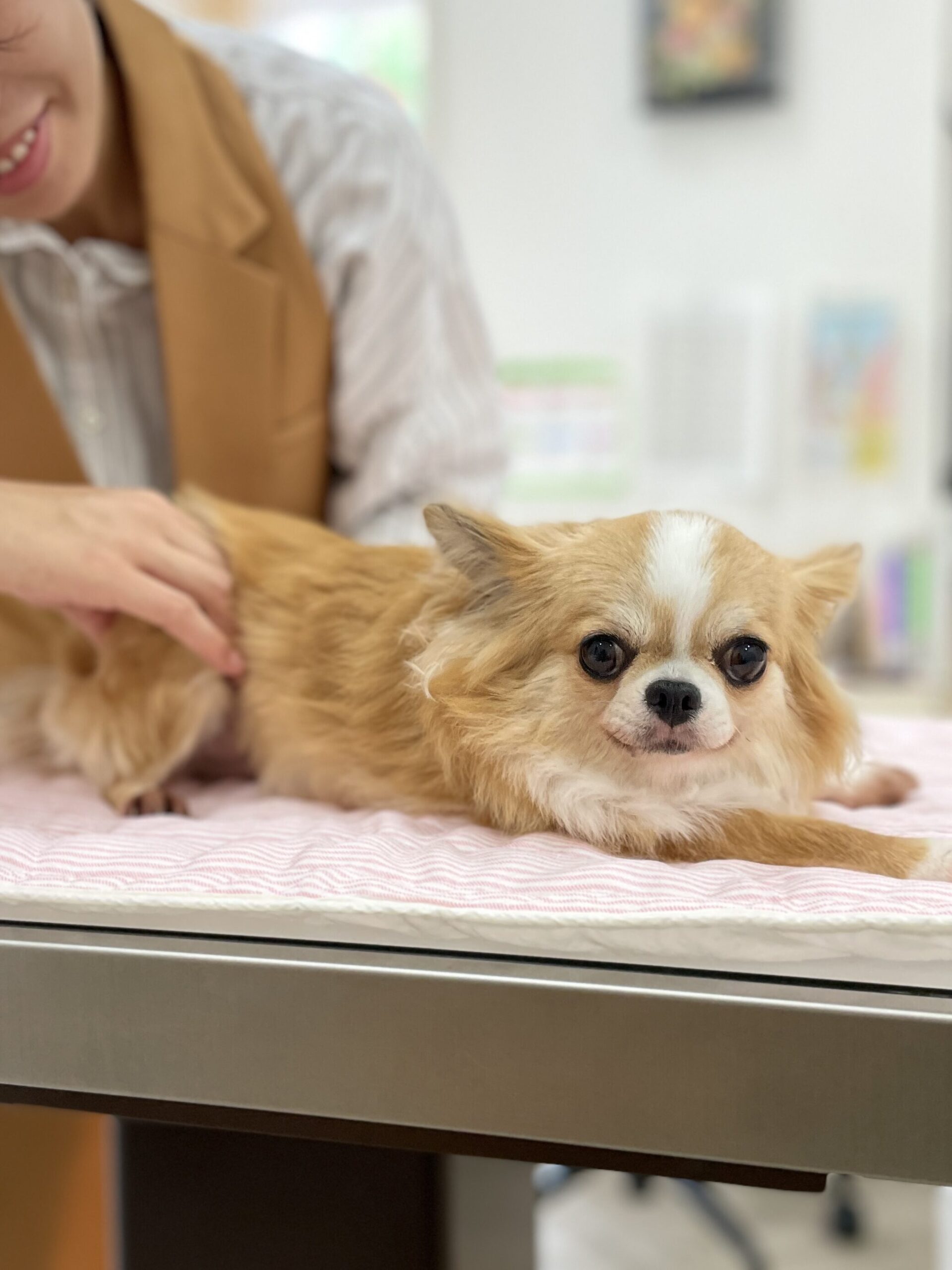 マッサージをされている犬の画像